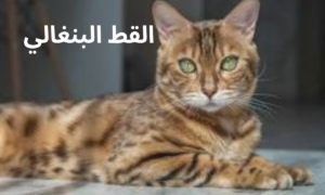 القط البنغالي ليس قطا عاديا نشأ في الطبيعة بشكل تلقائي
