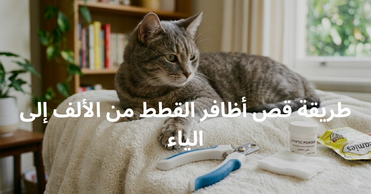 لماذا يعتبر قص أظافر القطط أمراً ضرورياً؟
