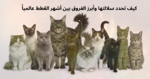 الدليل الشامل لمعرفة نوع قطتك: كيف تحدد سلالتها وأبرز الفروق بين أشهر القطط عالمياً