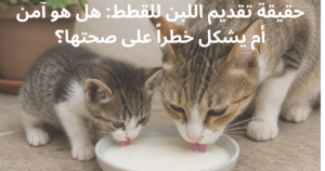 حقيقة تقديم اللبن للقطط: هل هو آمن أم يشكل خطراً على صحتها؟