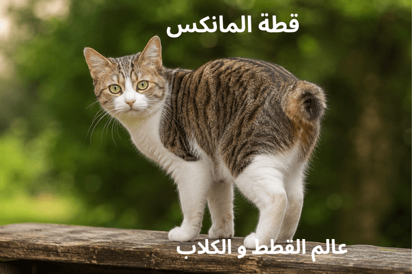 الشكل الخارجي لقطة المانكس