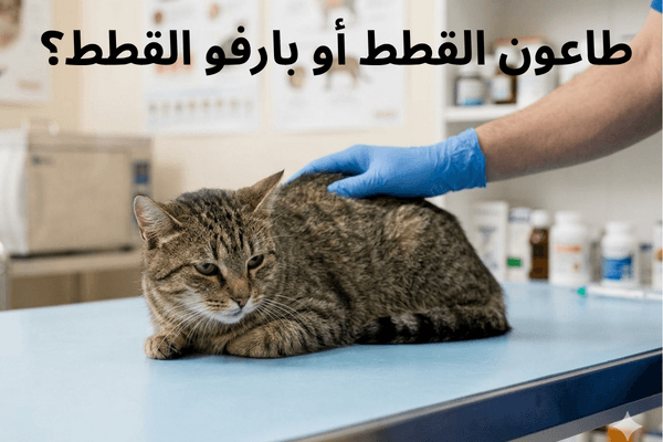 هل طاعون القطط معدي للإنسان؟