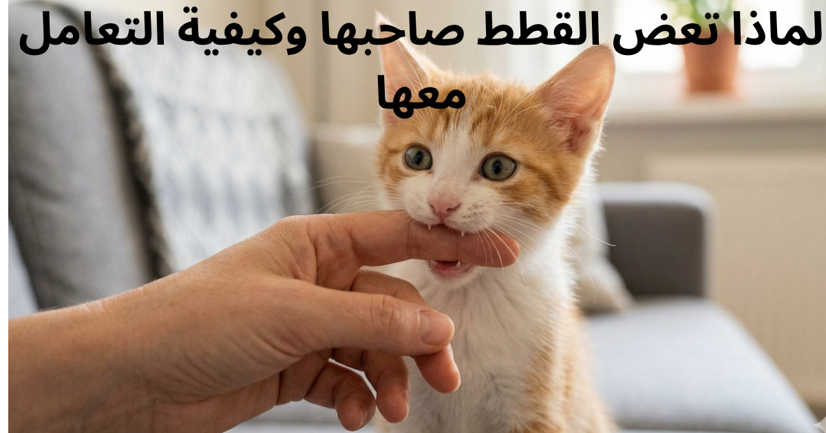 ان فهم سلوكيات القطط الغامضة ومعرفة دوافع عض القطط المفاجئ يعد الخطوة الأولى والأساسية لبناء علاقة