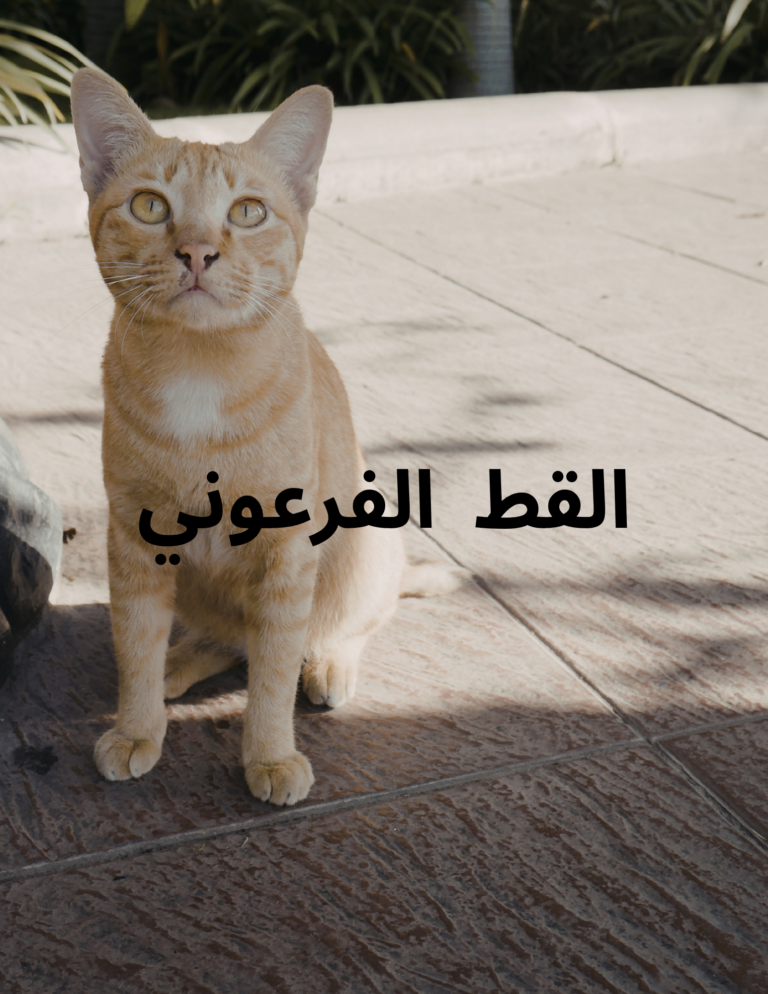 القط الوشق المصري: لغز الصحراء الساحر