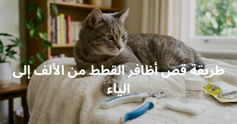 دليل العناية المتكامل: طريقة قص أظافر القطط من الألف إلى الياء