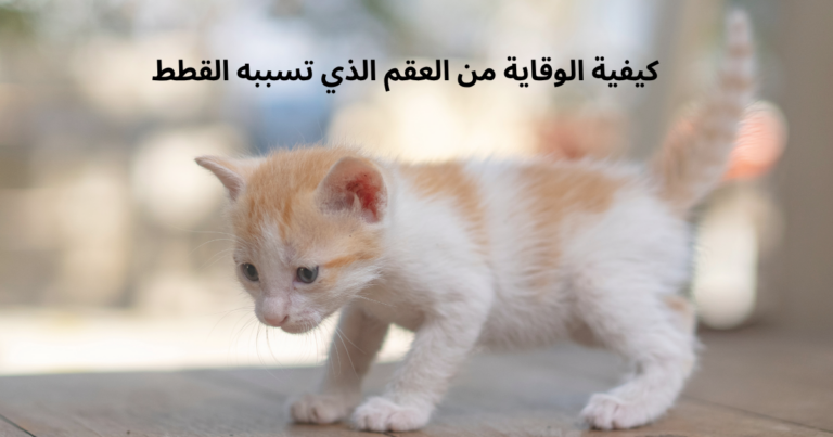 هل القطط تسبب العقم للبنات؟ و ما الحل لتربية قطتك بأمان!