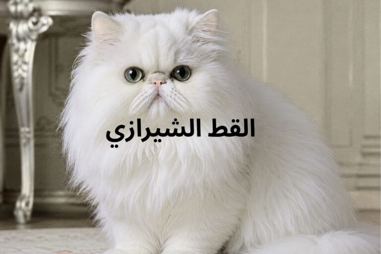 الفرق بين القط الشيرازي الأصلي والمخلط ونصائح ذهبية عند الشراء