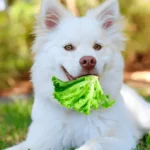 can-dogs-eat-lettuce-and-tomato