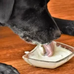 can-dogs-eat-yogurt