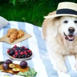 can-my-dog-eat-cherry-plums