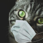 cats-coronavirus-630x420